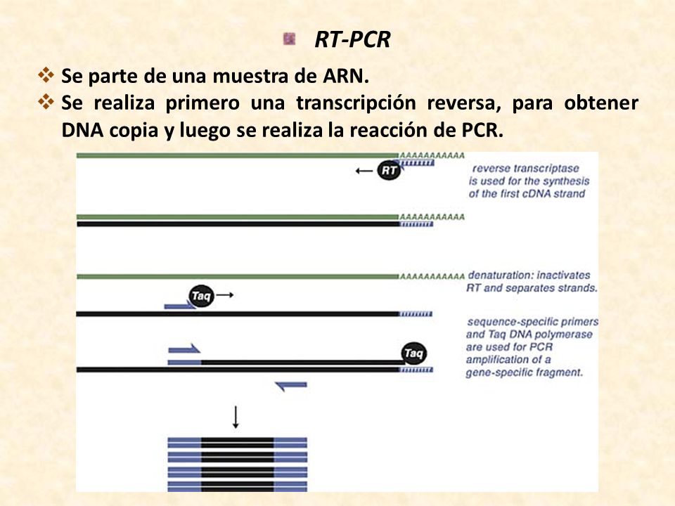 PCR CON TRANSCRIPTASA INVERSA PDF PCR CON TRANSCRIPTASA INVERSA PDF